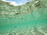 Underwater video frame of a rare freshwater species gliding near the riverbed