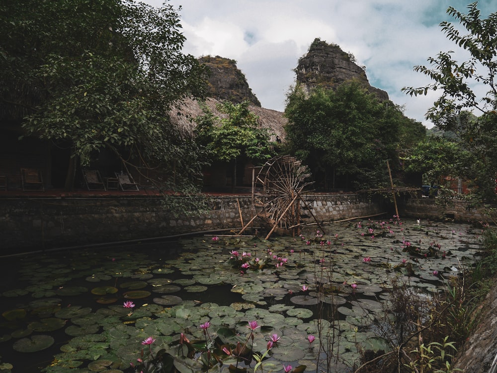 a pond filled with water lilies next to a stone building