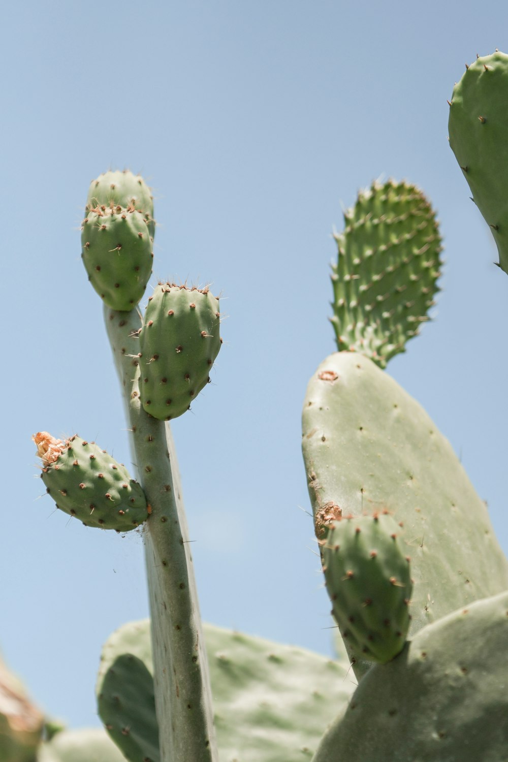 グリーンサボテンの植物