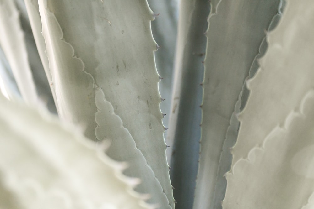 a close up of a plant with very thin leaves