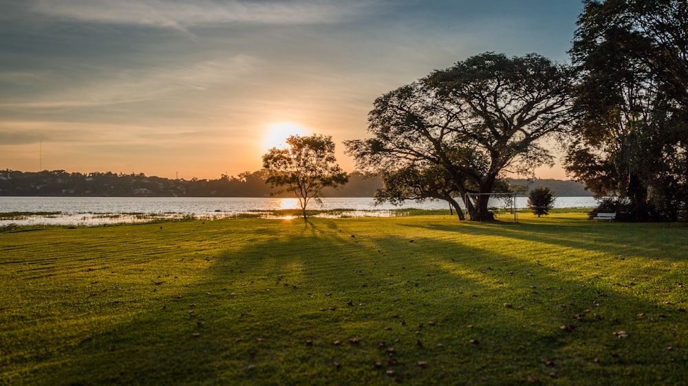 green trees near body of water