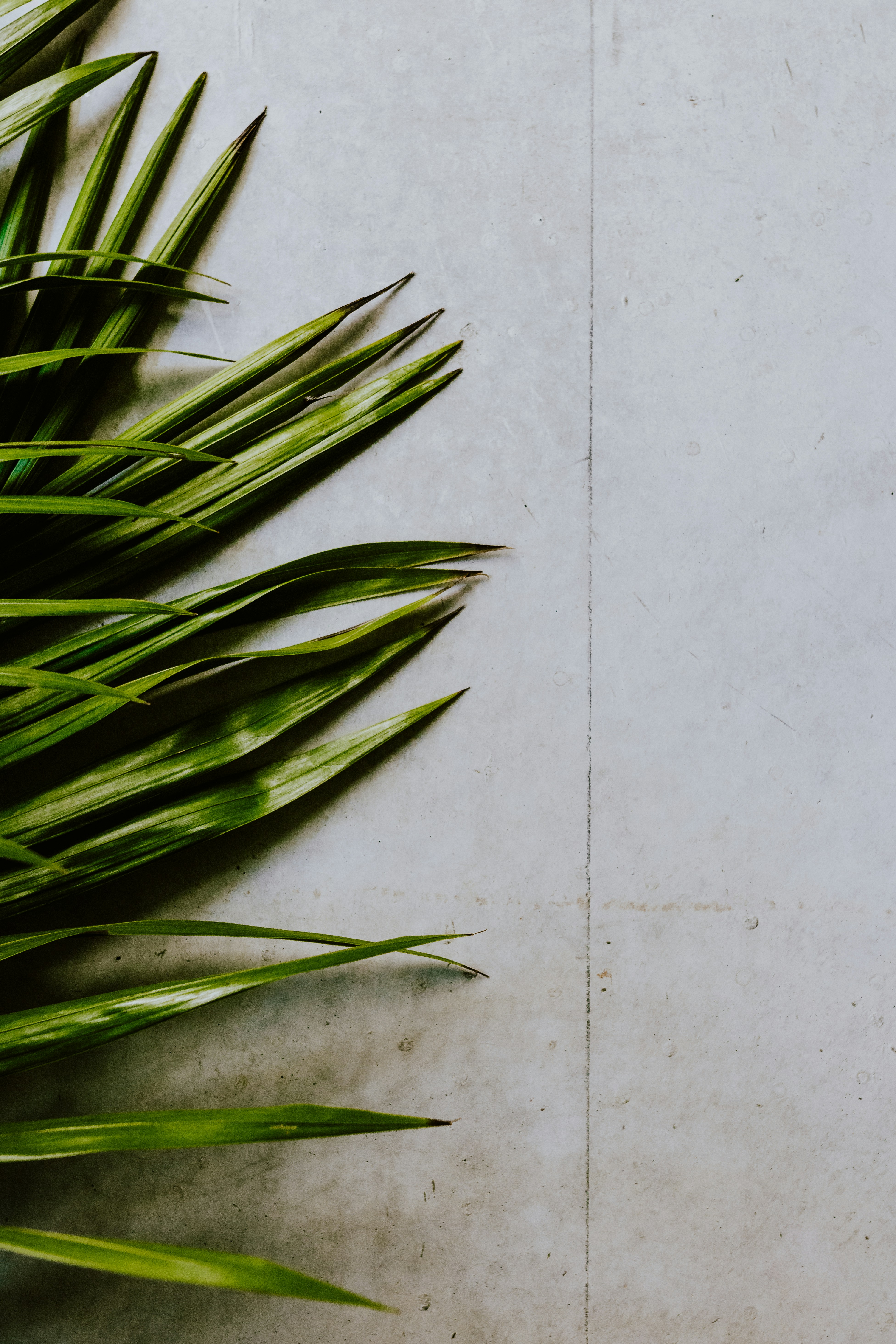 緑の細長い葉の写真 Unsplashで見つける工場の無料写真