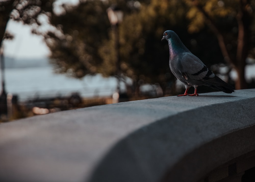 gray bird on concrete bench