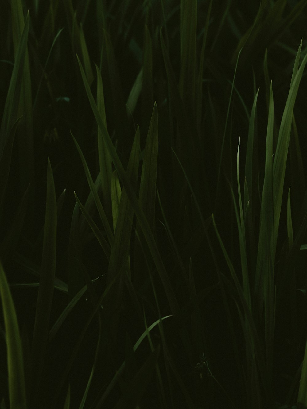 green grass