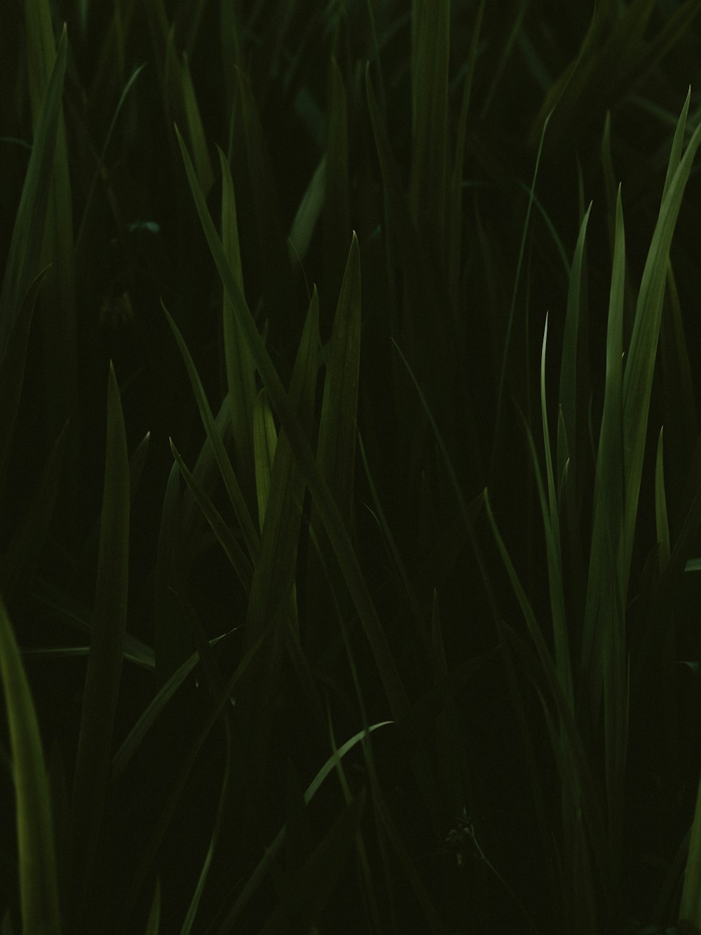 l'herbe verte