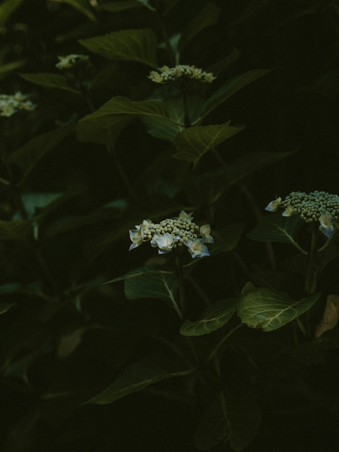 gray hydrangea flowers