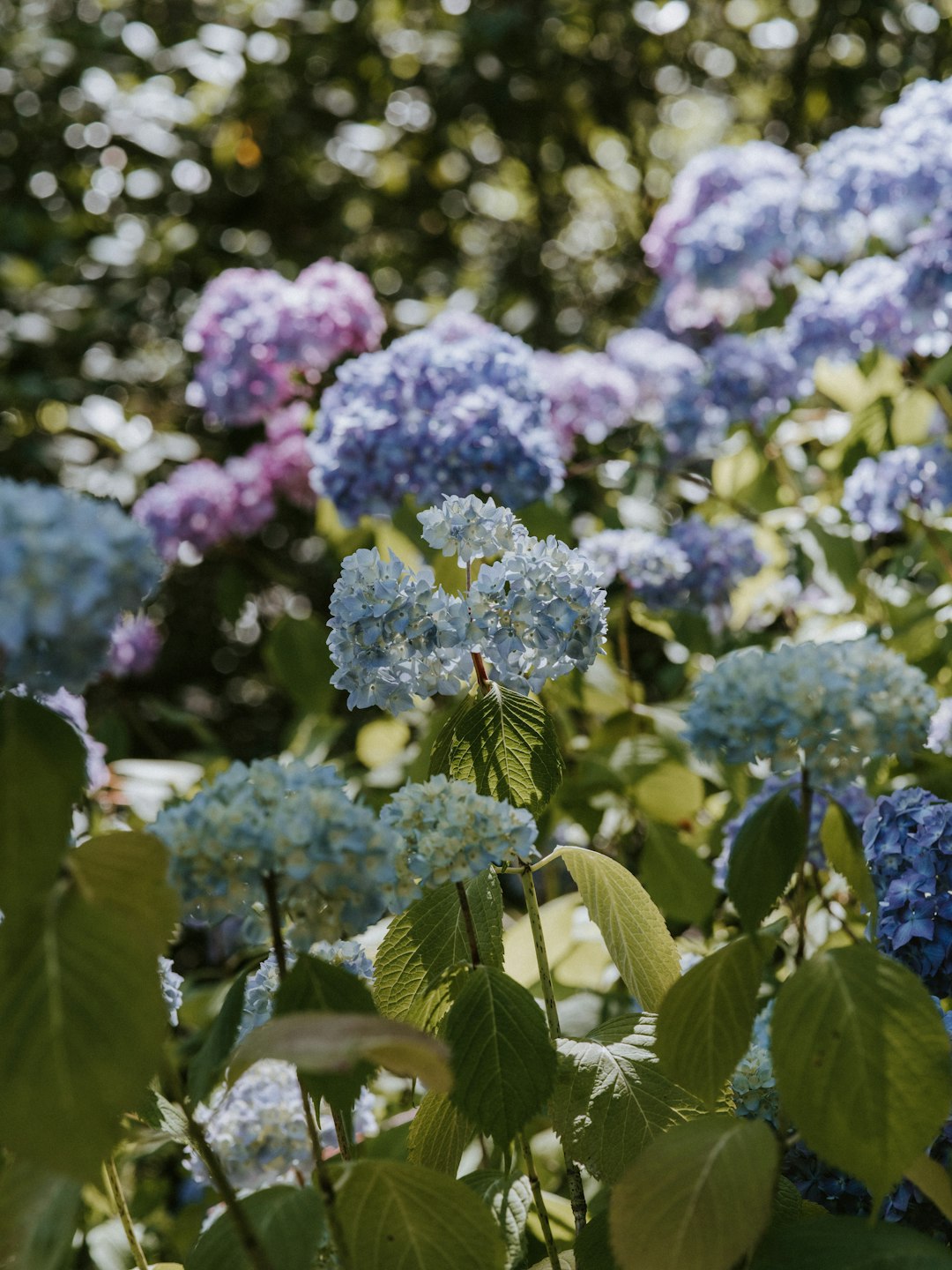 assorted-color hydrangeas at the garden