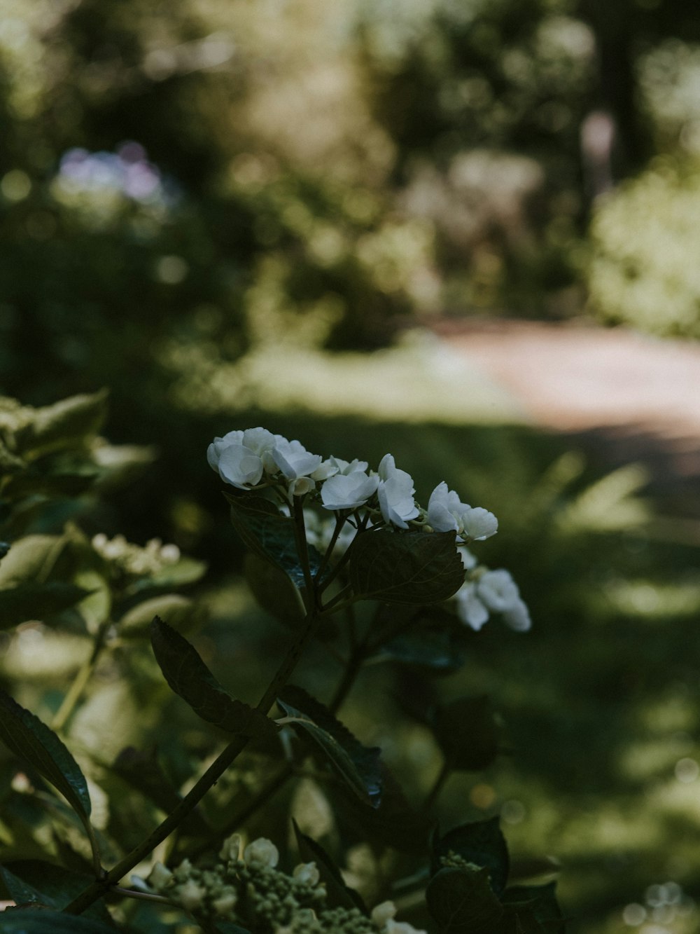 focus photograph of white petaled flower