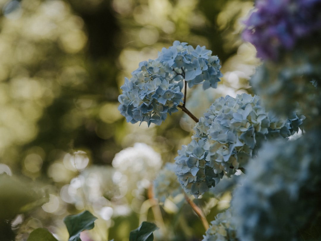 purple and blue hydrangeas