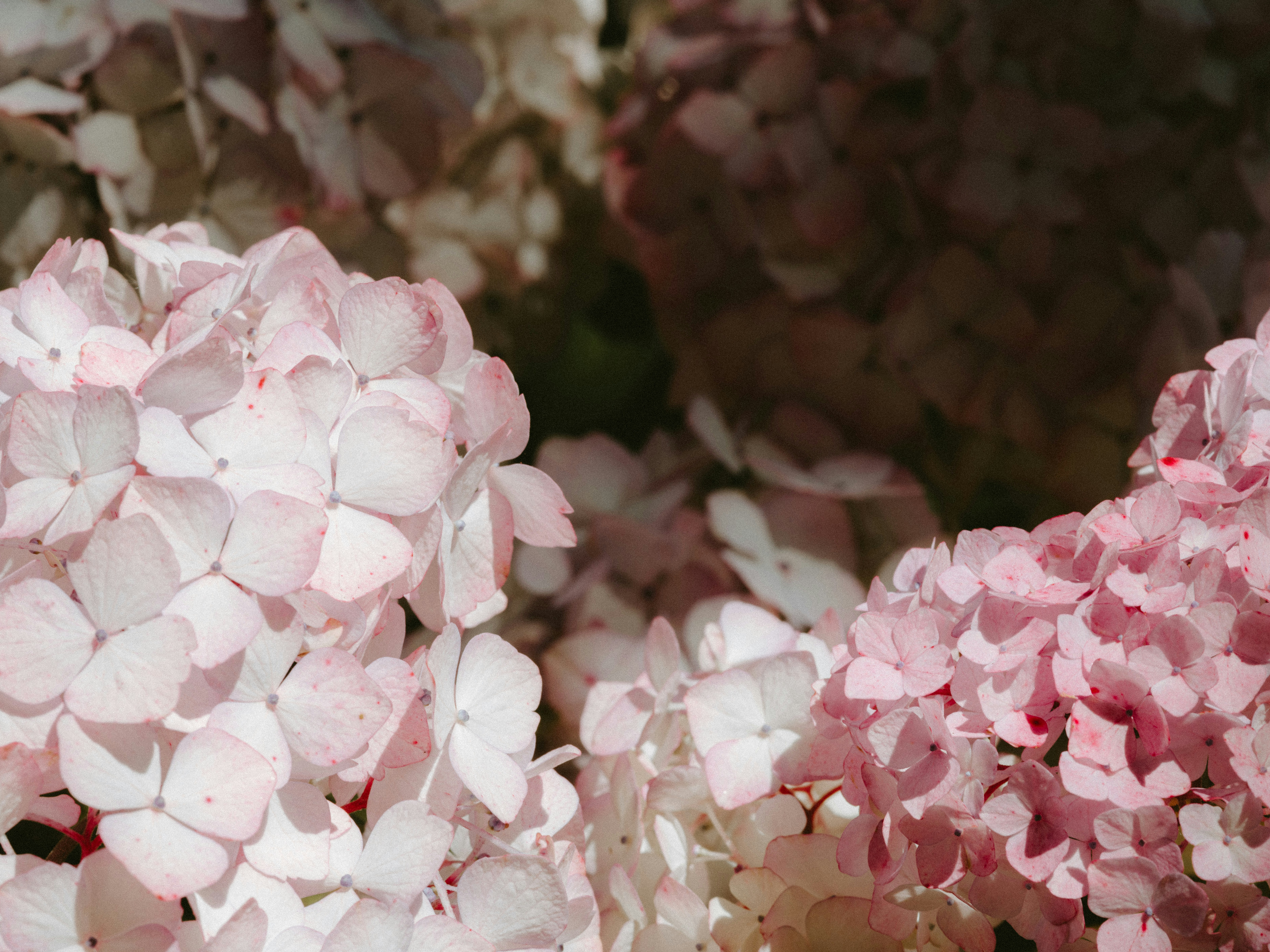 Photo by anniespratt