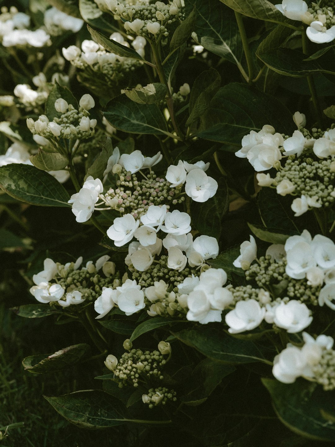 green-leafed plant with white flowers