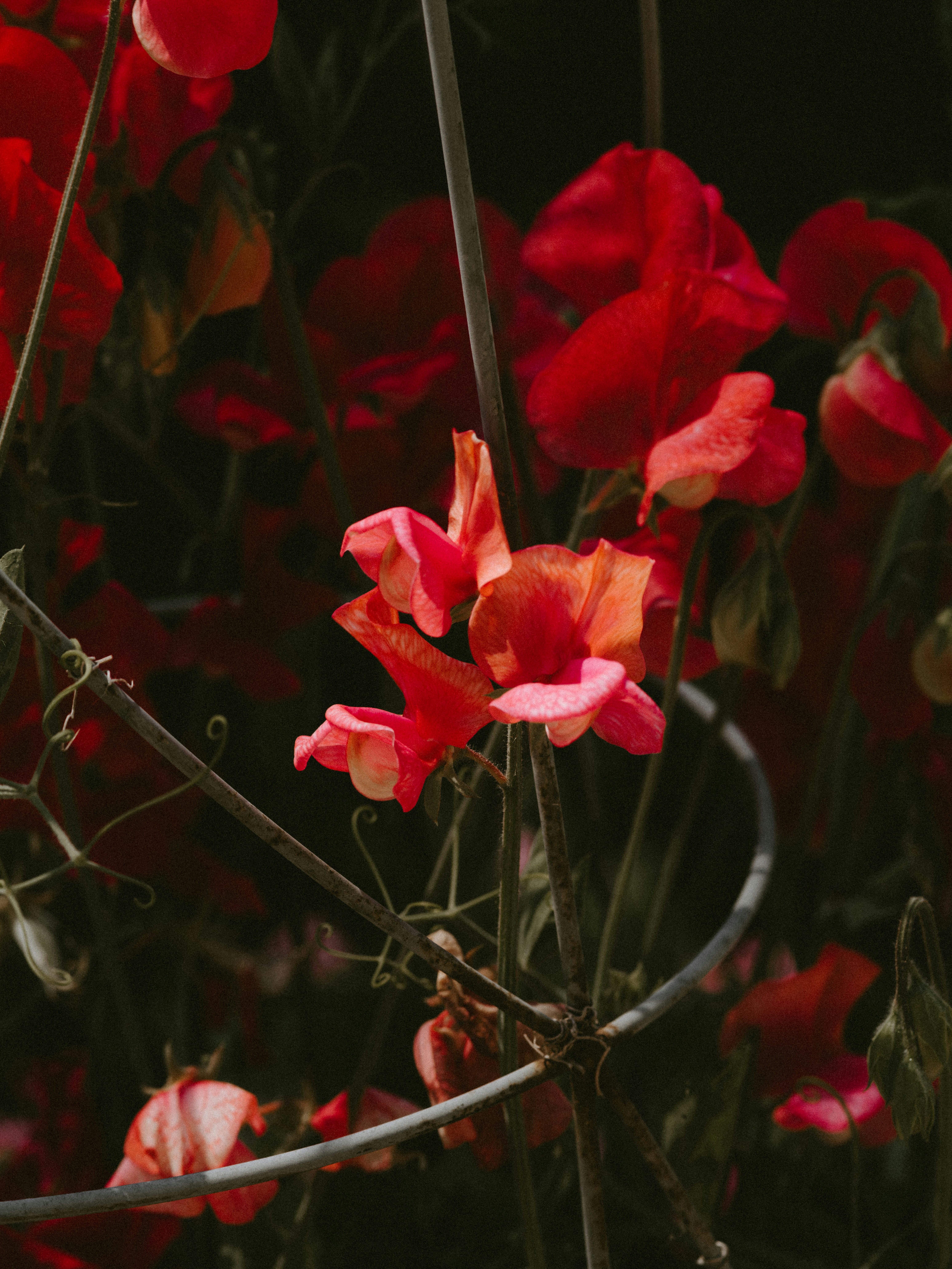 Photo by anniespratt