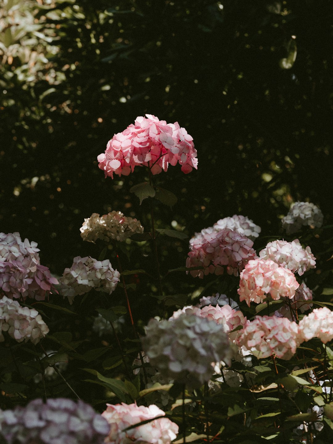 pink hydrangeas in bloom