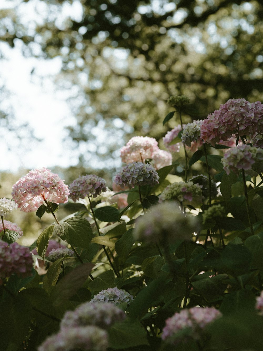 white petaled flowr