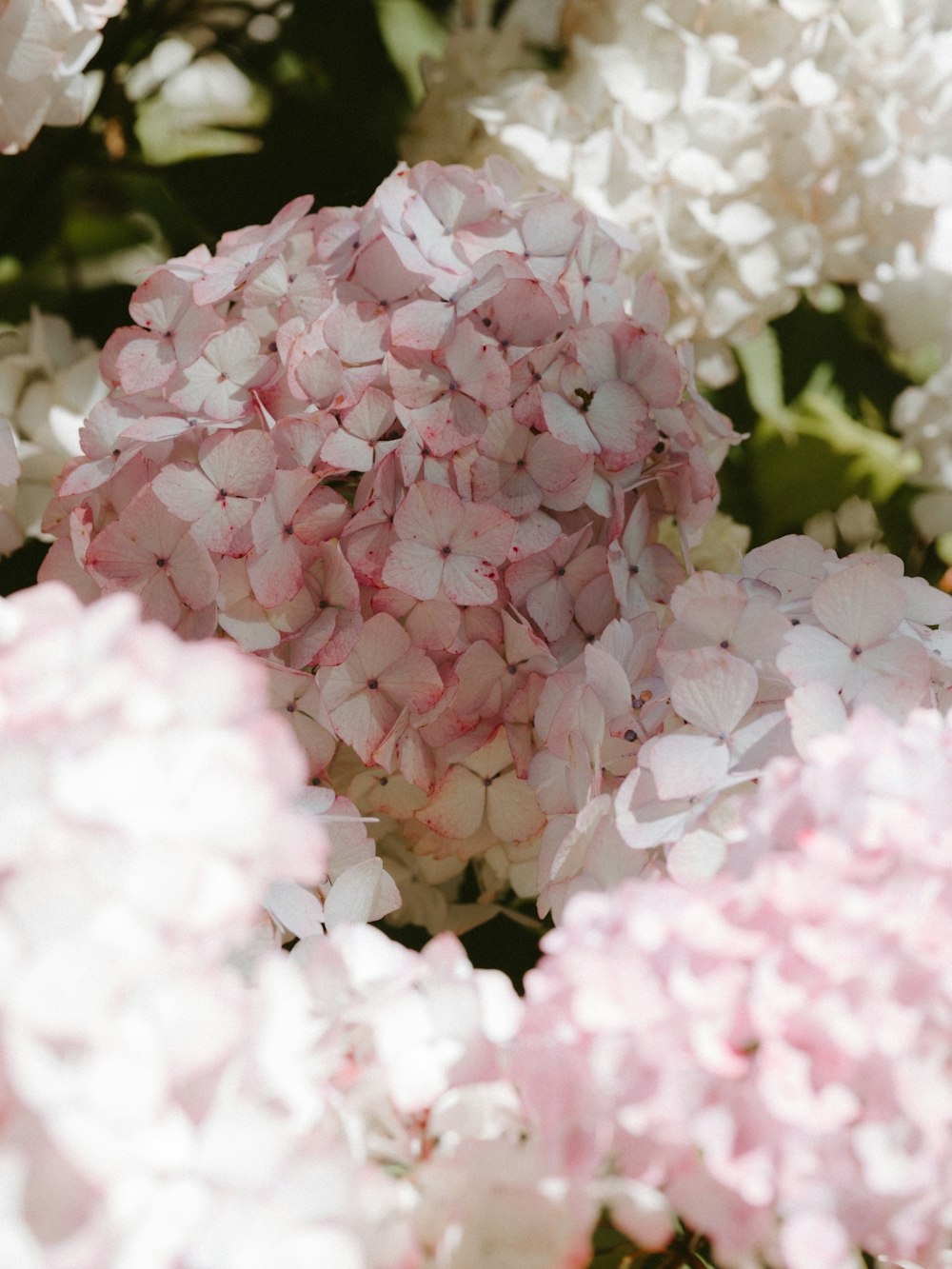 pink petaled flower