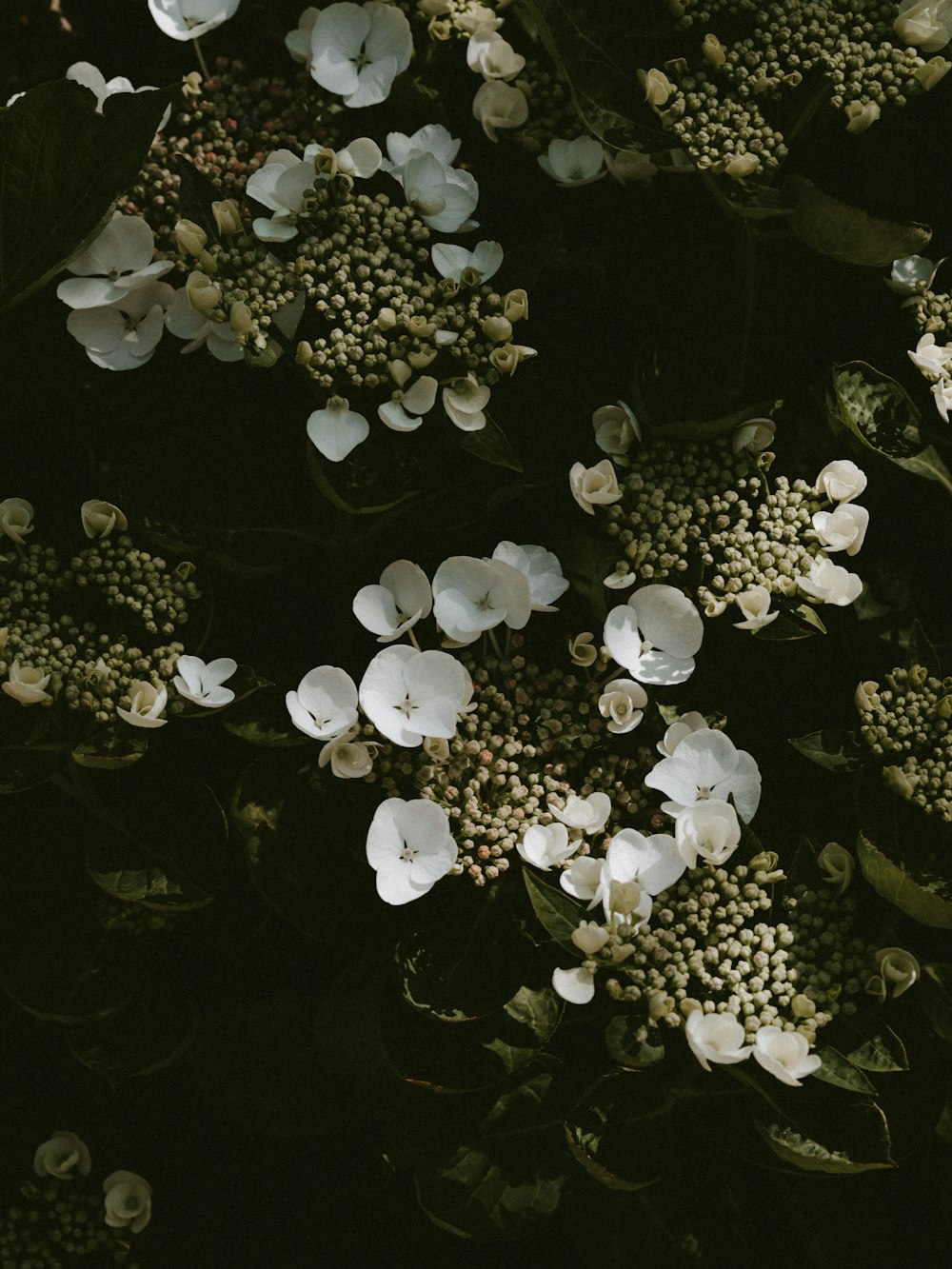 white-petaled flowers