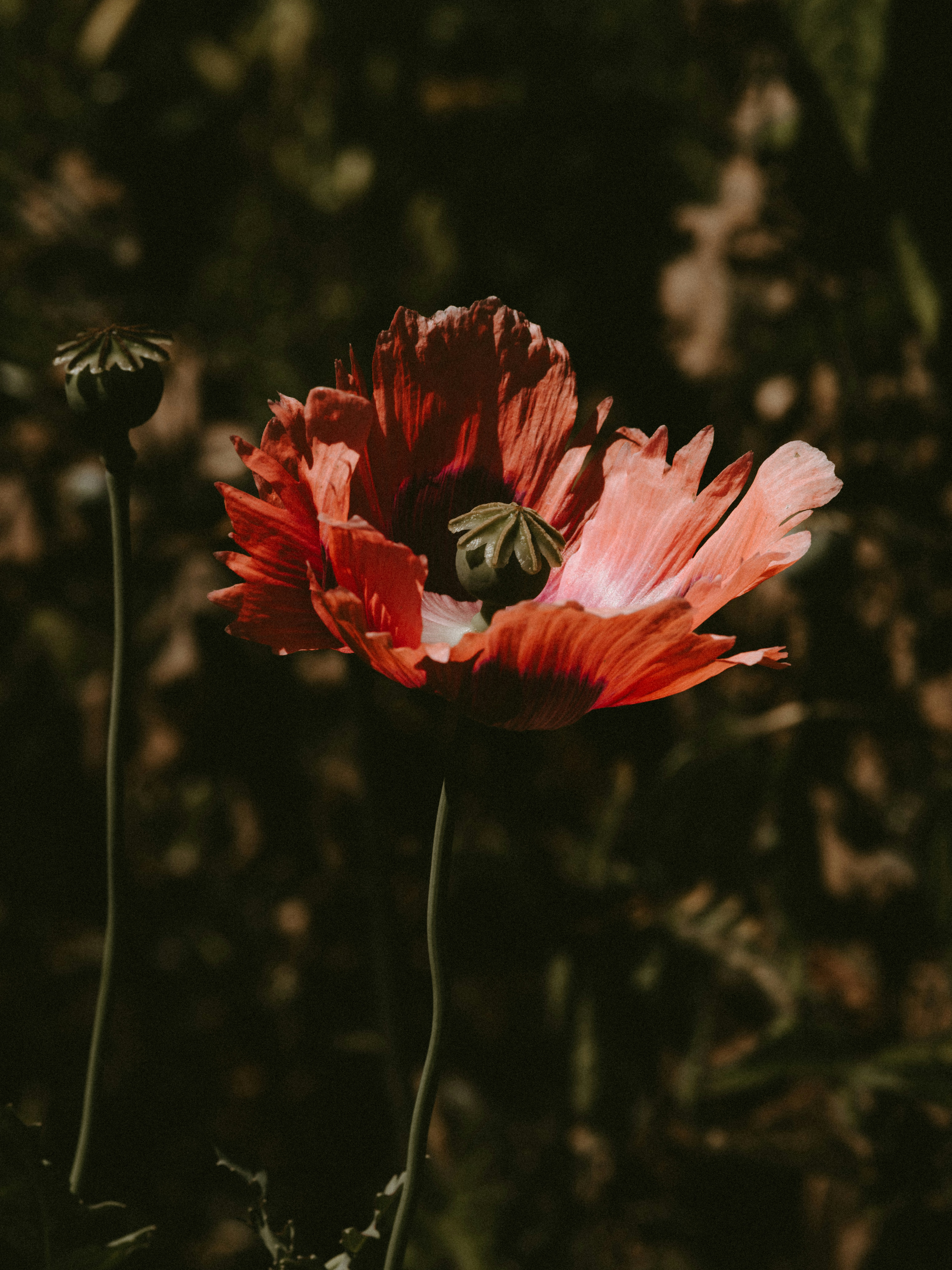Photo by anniespratt