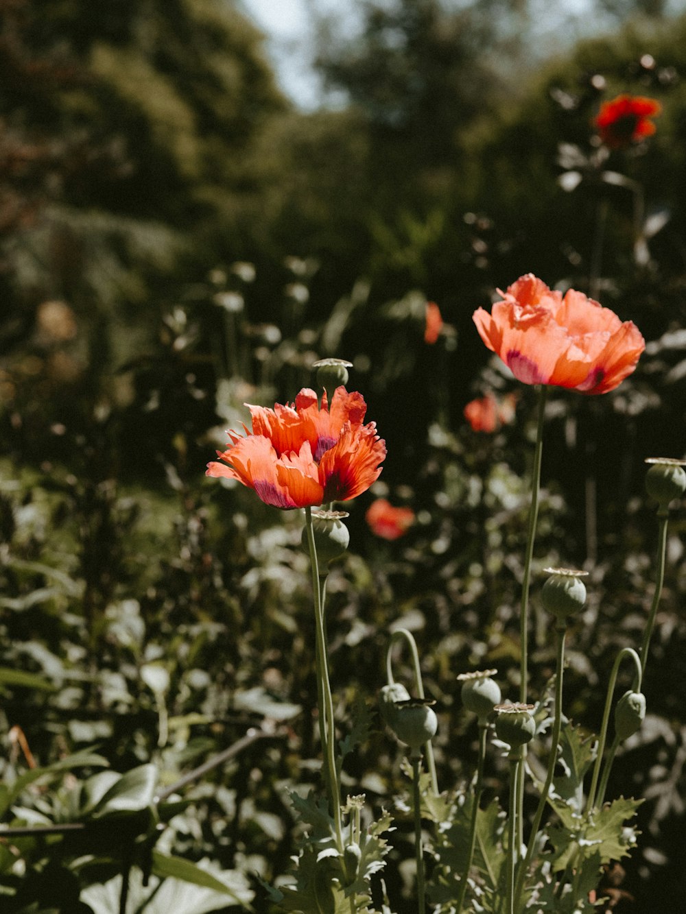 orange flower during daytime during daytime