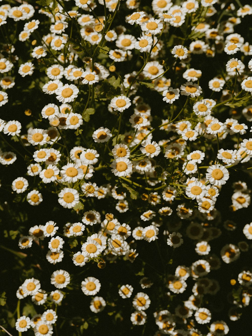 white-and-yellow petaled flowers