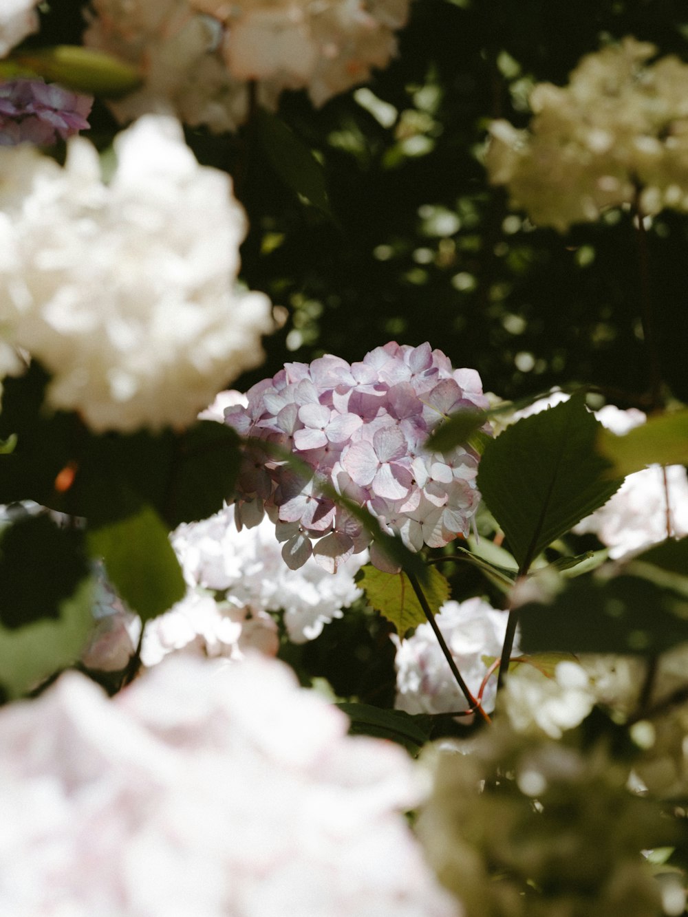 purple hydrangea flower