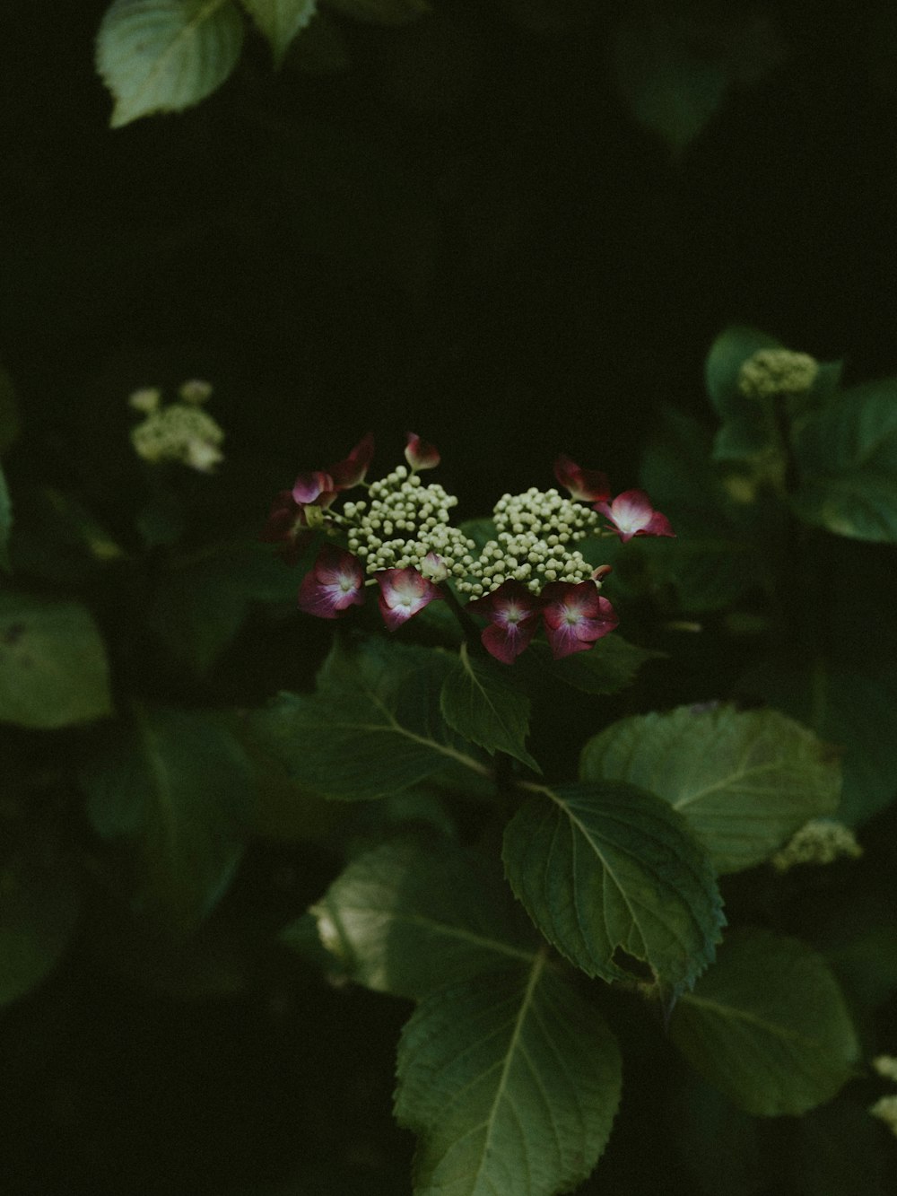 purple petaled flowers