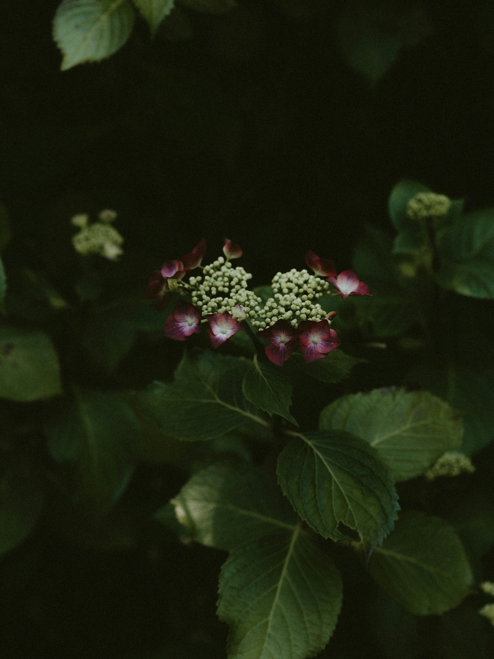 smc PENTAX-FA 645 Macro 120mm F4 sample photo. Purple petaled flowers photography