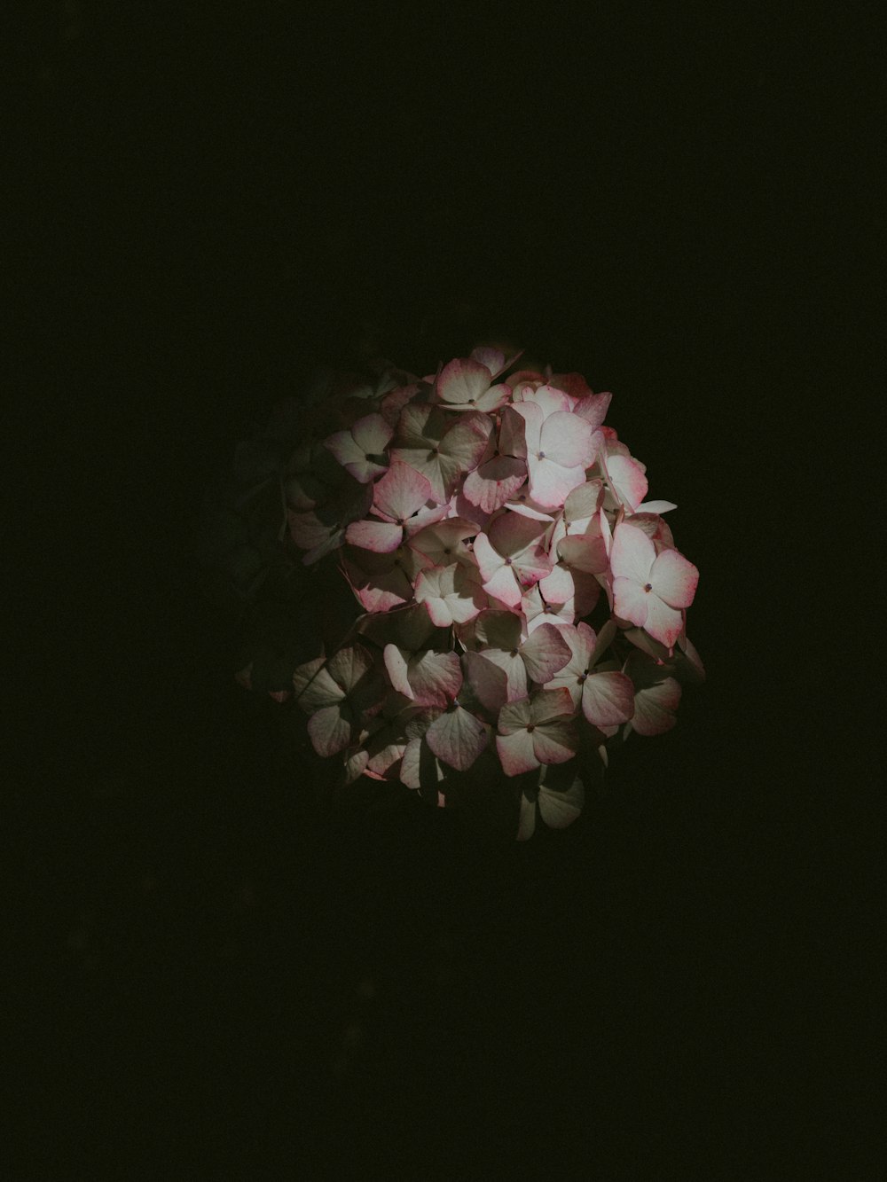 white and pink hydrangea flowers