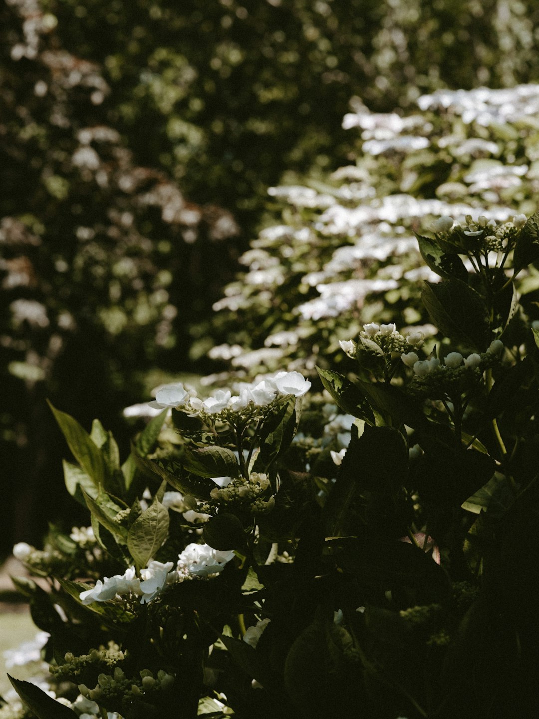 selective focus photography of white petaled flowers