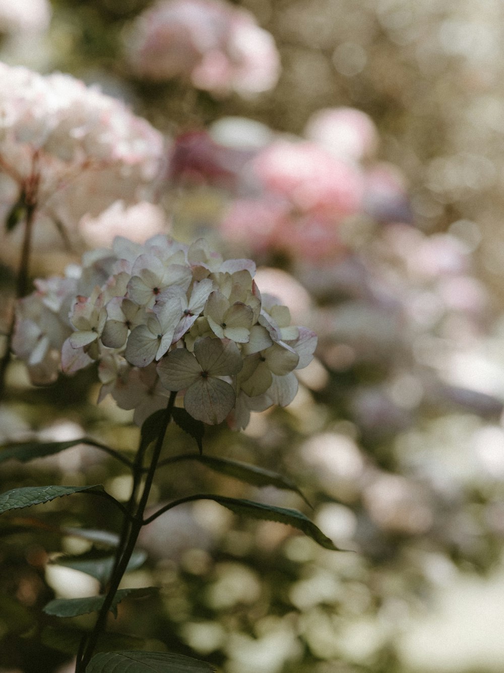 white petaled cluster flower