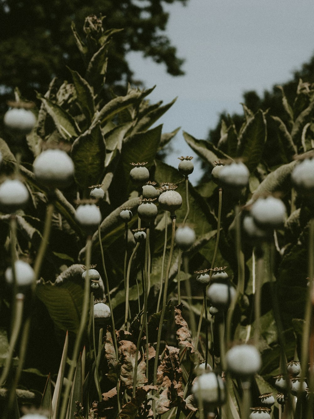 green-petaled flowers