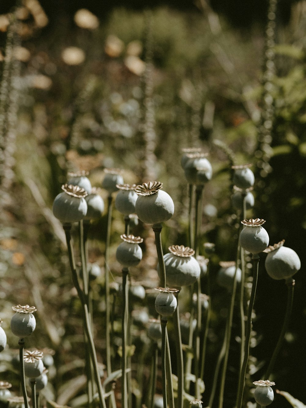 a close up of a bunch of flowers in a field