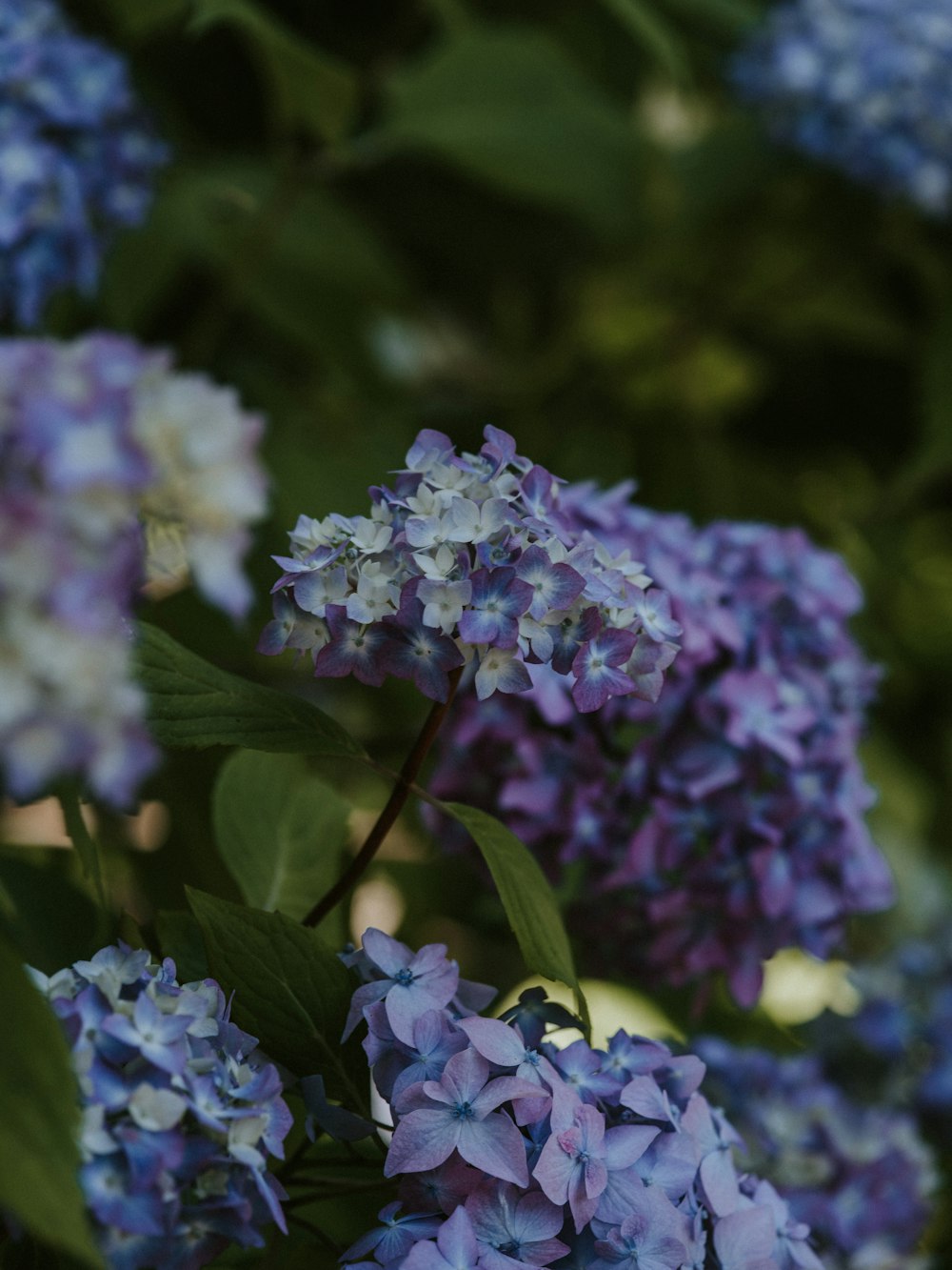 purple petaled flowers