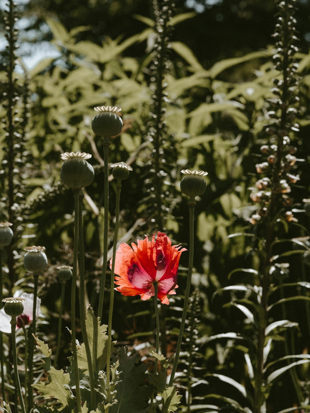 red petaled flower