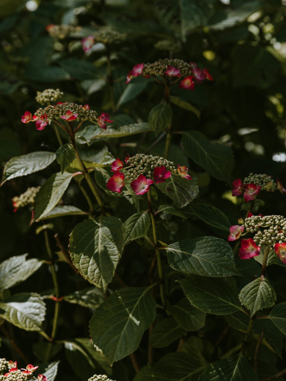 red petaled flower bloom during daytime