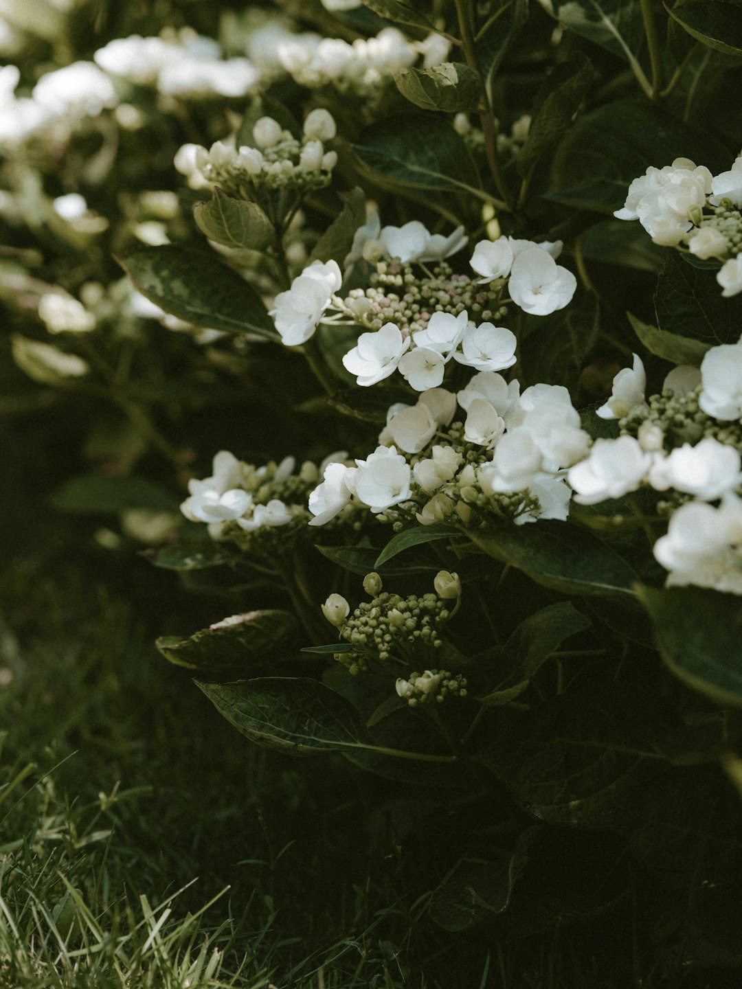 white petaled flowers