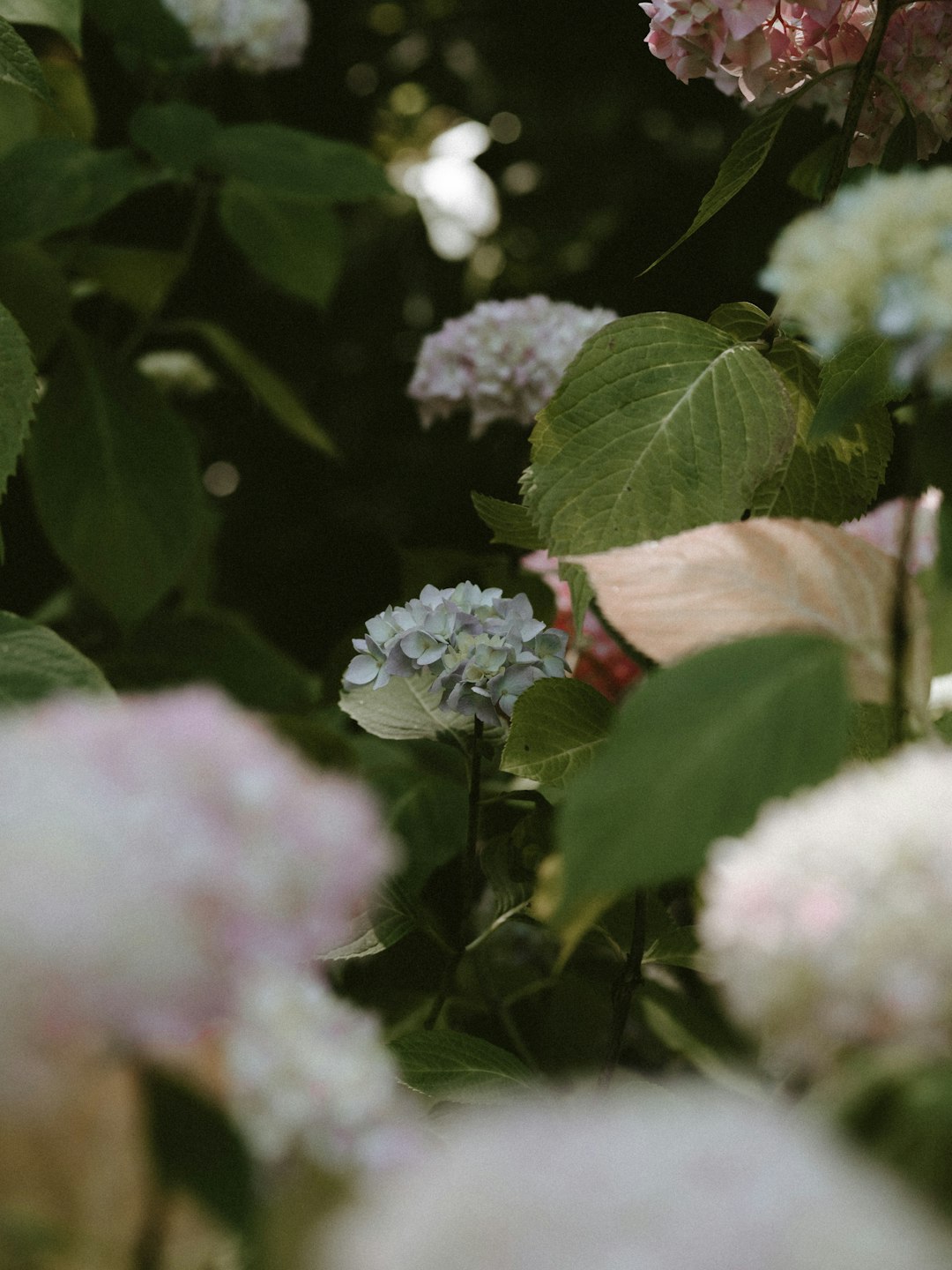 white flowers with green leaves