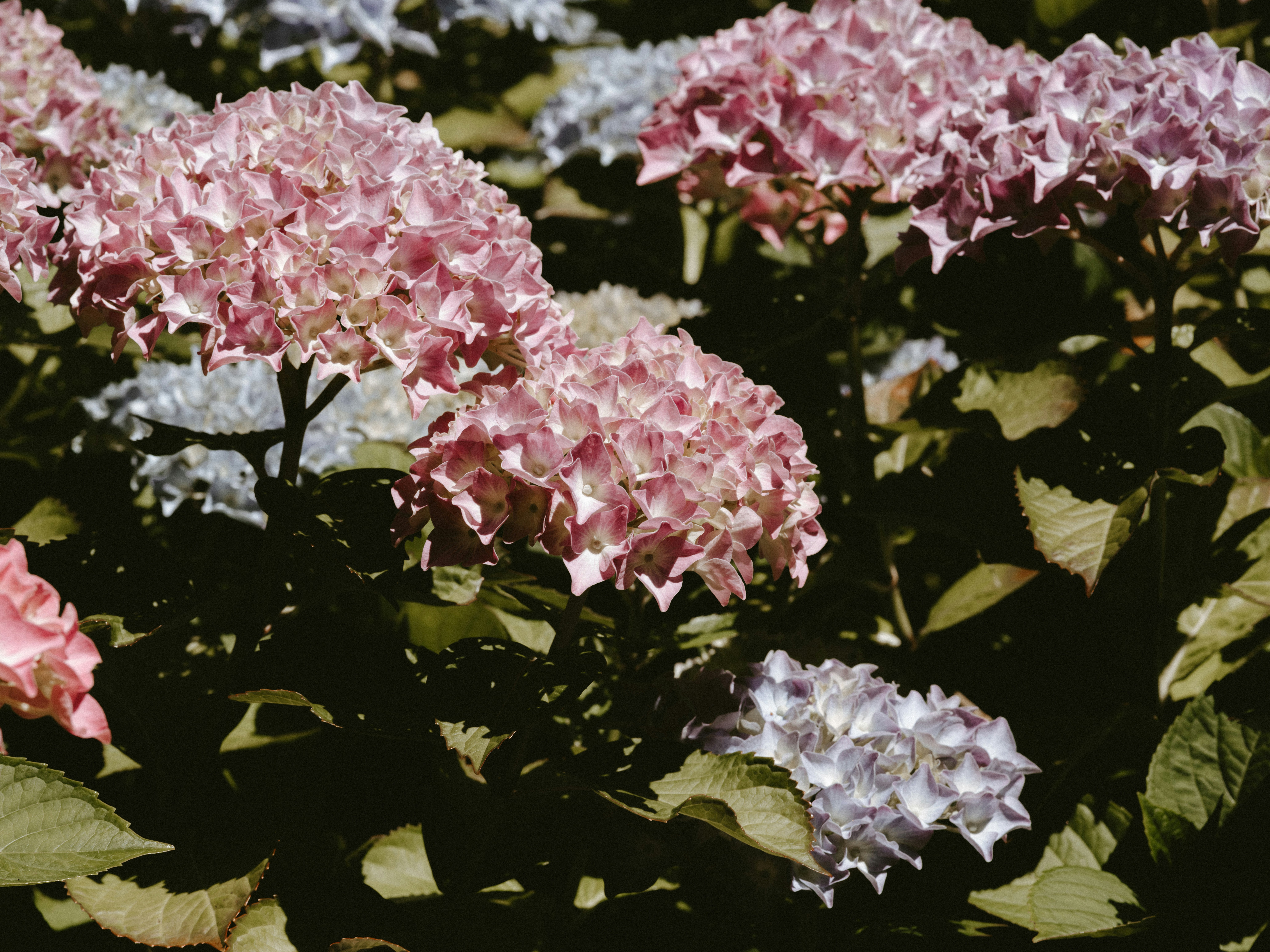 Photo by anniespratt