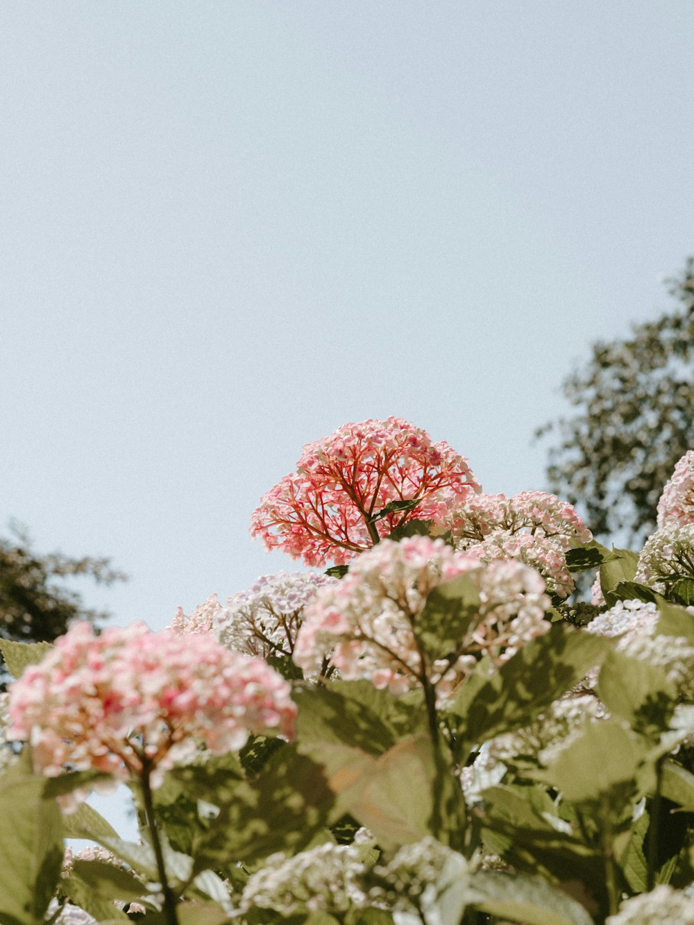 pink cluster flower