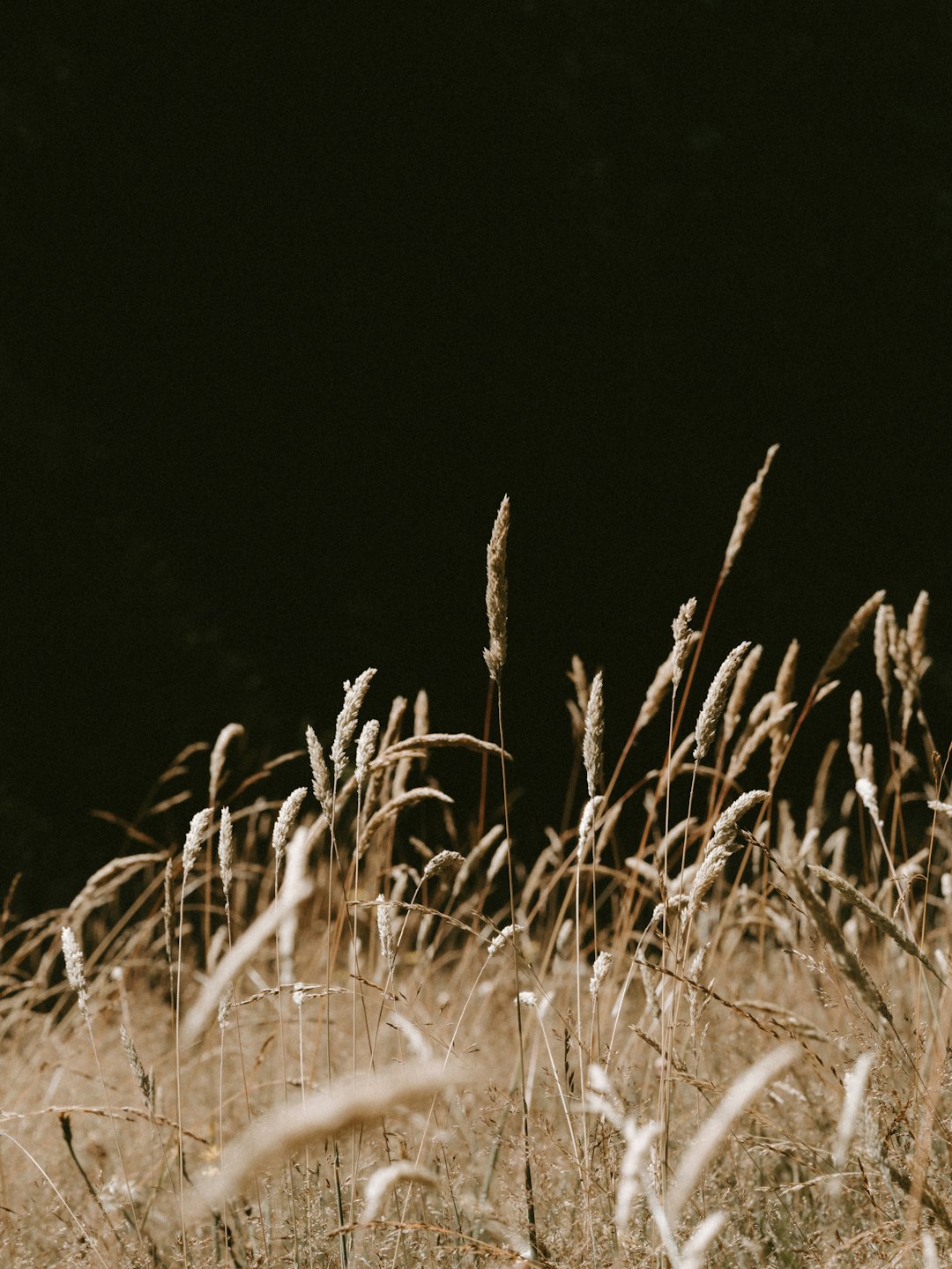 brown grass at daytime