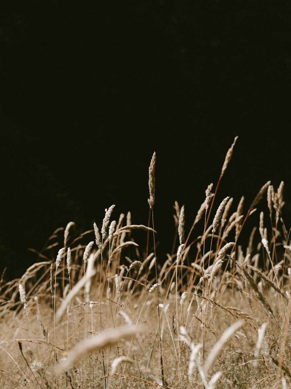 brown grass at daytime