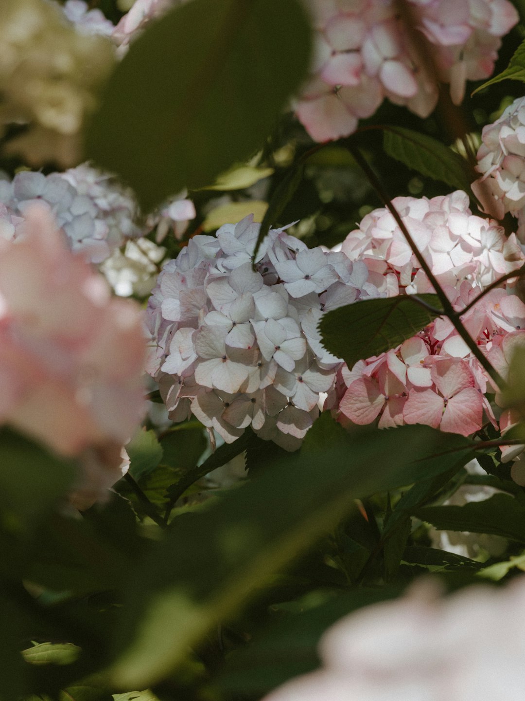 selective focus photography of pink flower