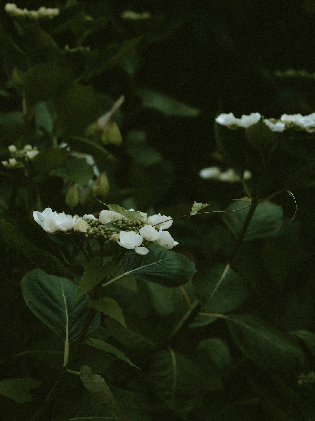 white petaled flower