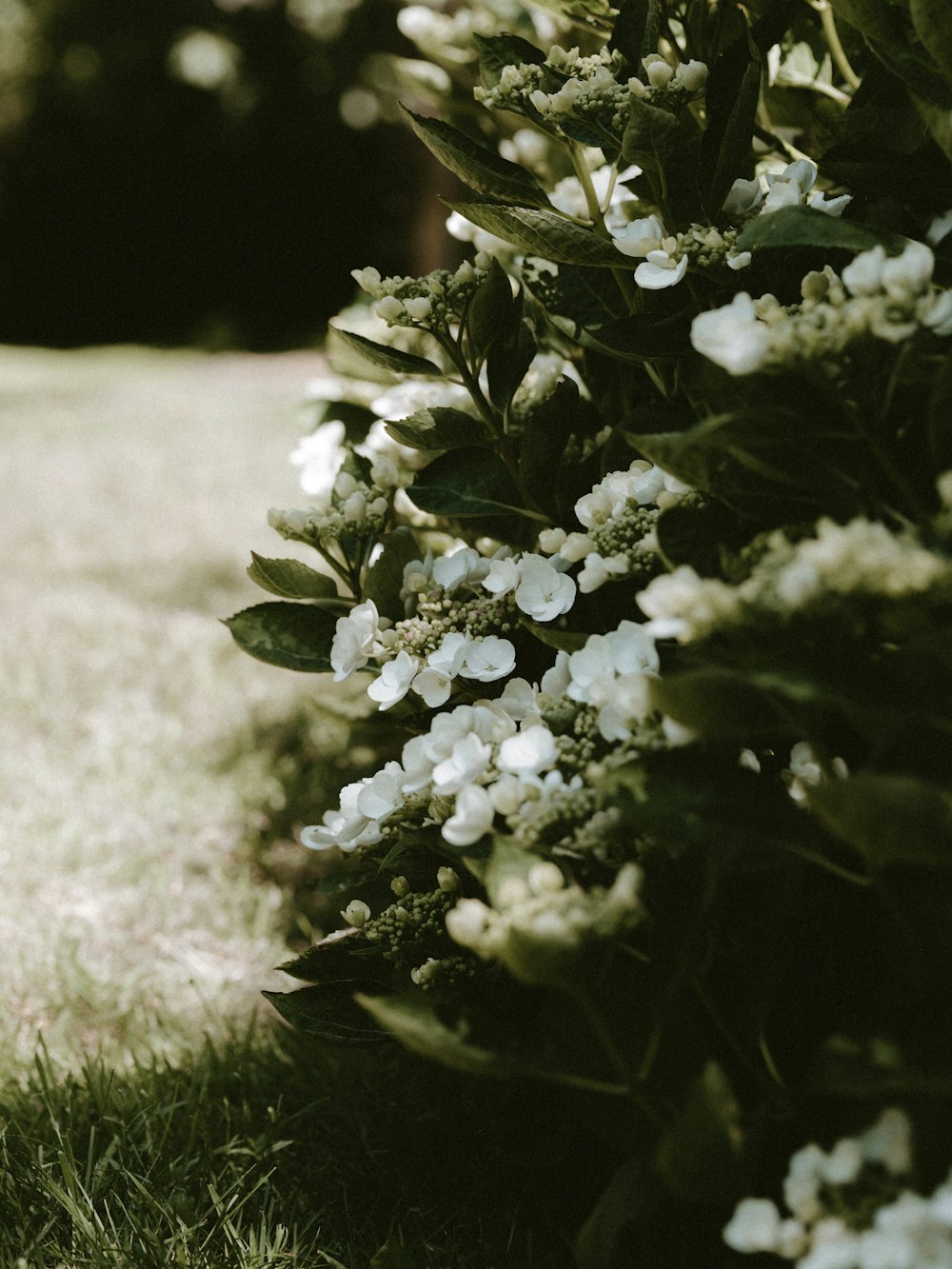 white-colored flowers