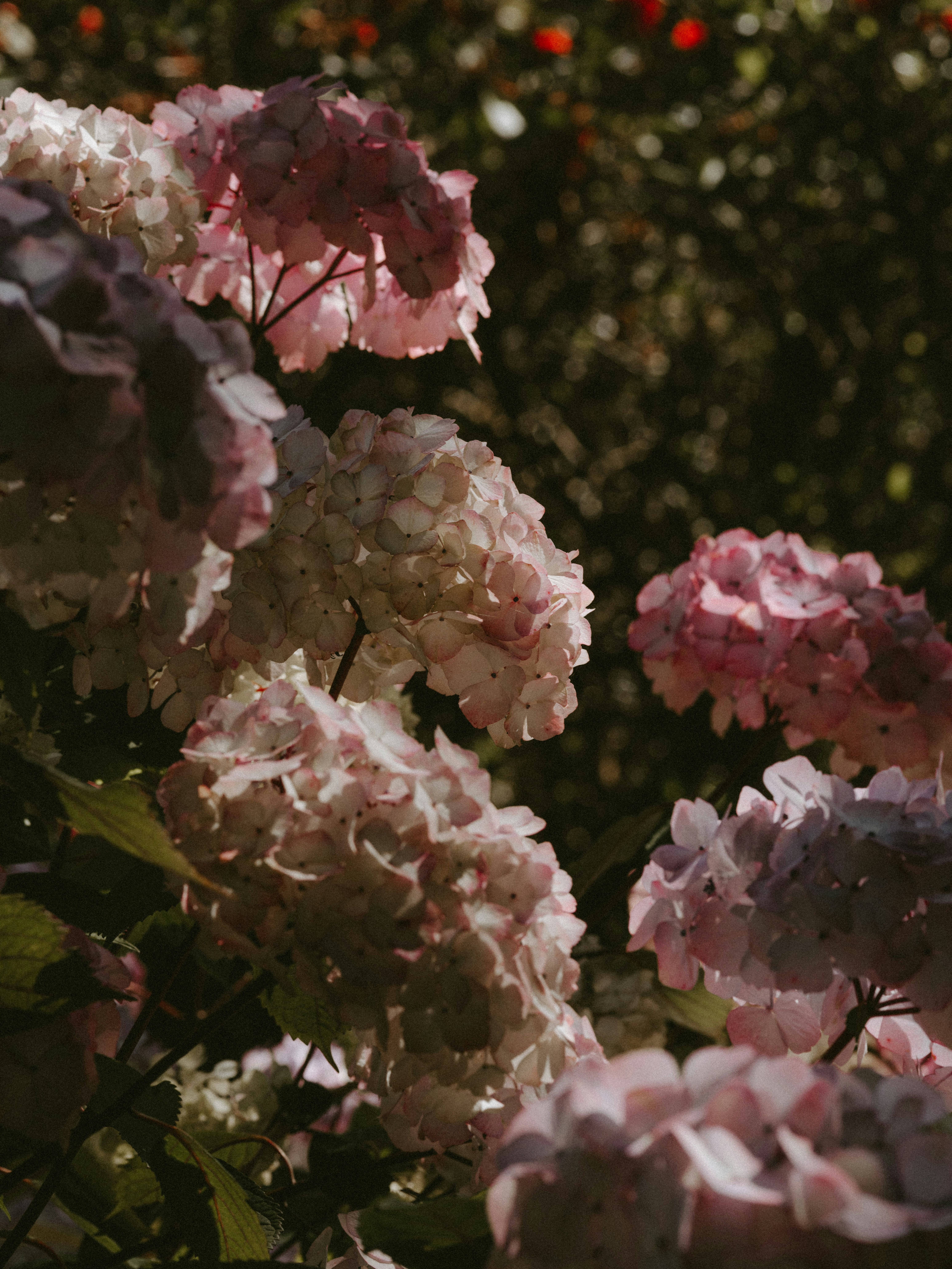 Photo by anniespratt