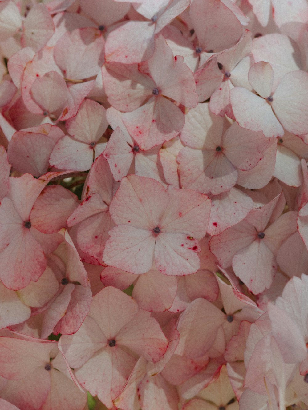 rosafarbene Blütenblätter