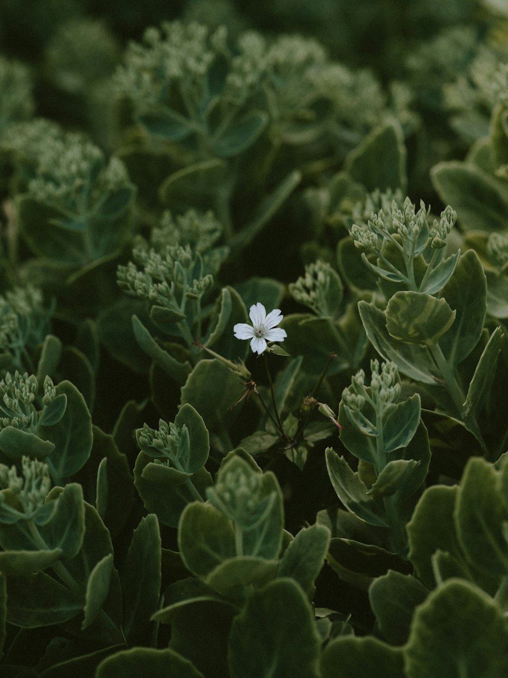 white petaled flower