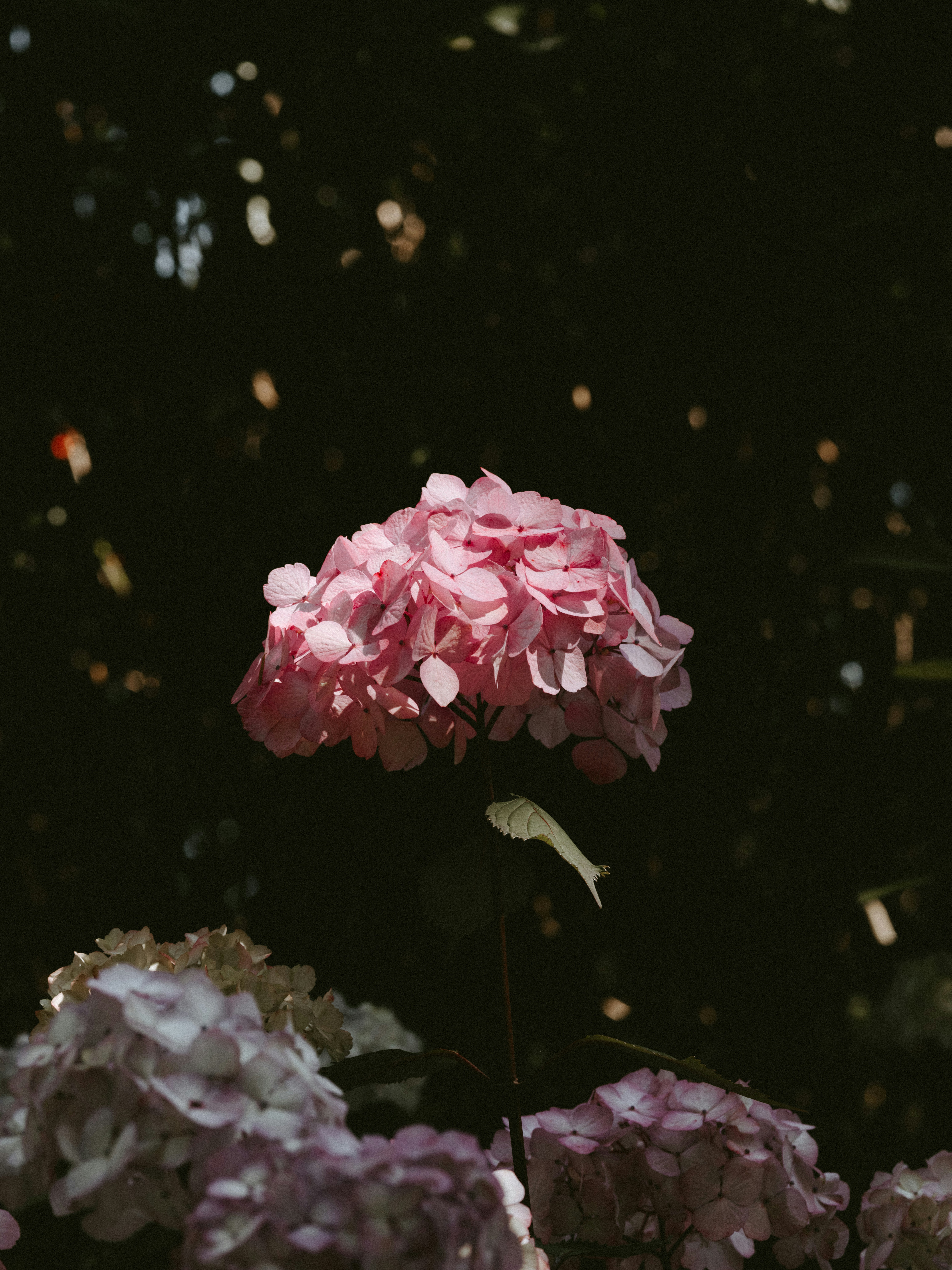 Photo by anniespratt