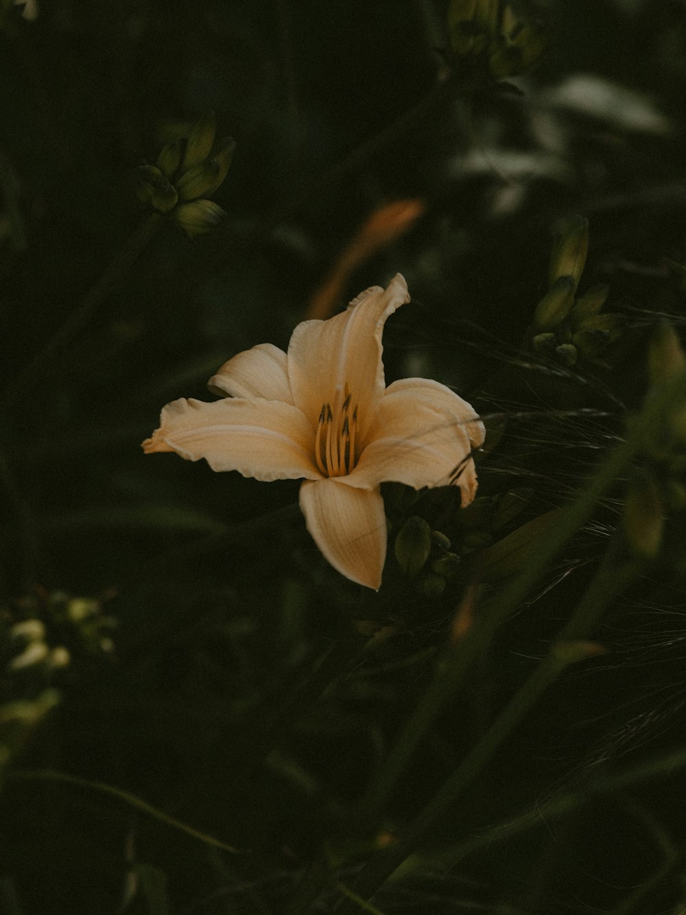 white lily flower