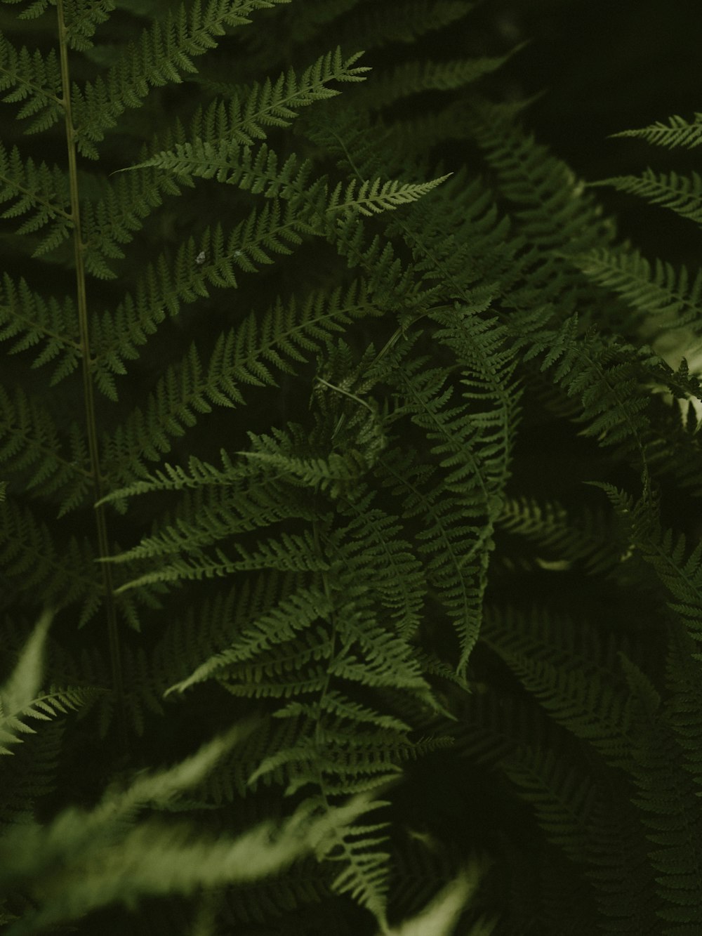 green ferns