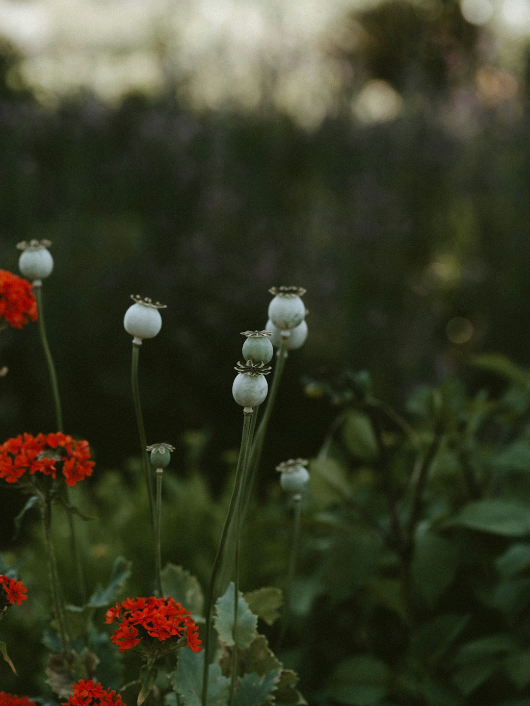 photo of white and red flowers